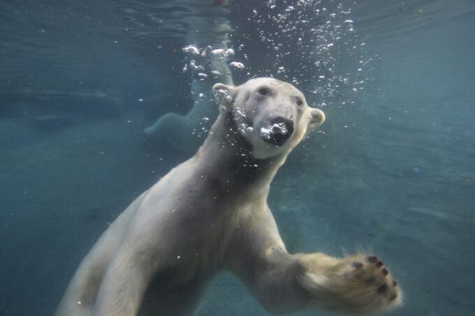 San Diego Zoo: 1-Day Admission Ticket - Important Policies