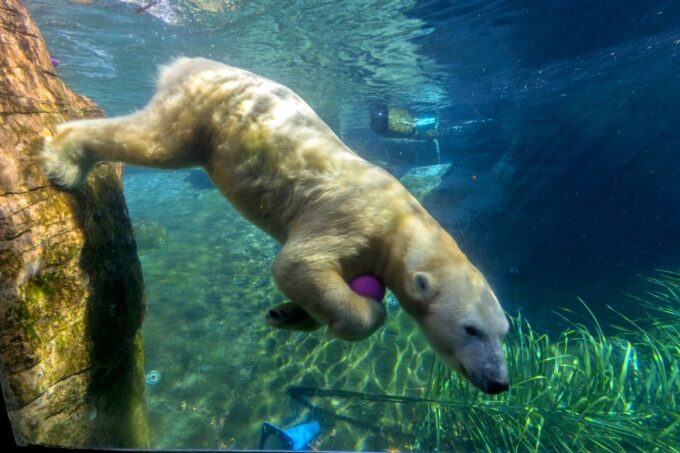 San Diego Zoo: 1-Day Admission Ticket - Customer Feedback Highlights