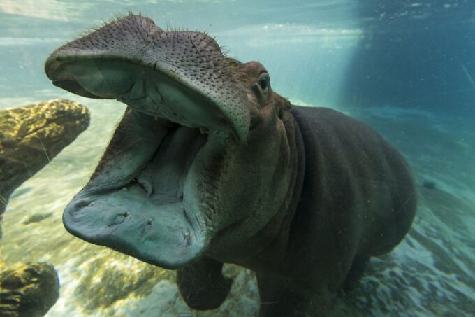 San Diego Zoo: 1-Day Admission Ticket - Explore the San Diego Zoo
