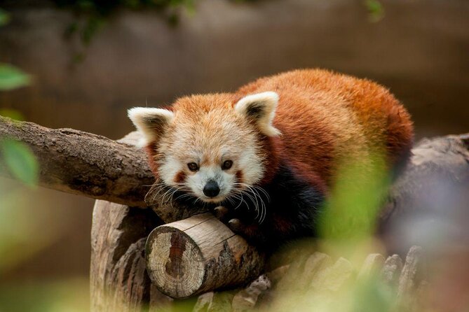 San Diego Zoo 1-Day Pass: Any Day Ticket - Zoo Experience