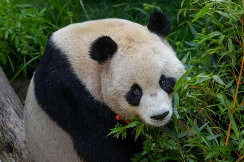 San Diego Zoo and Safari Park 2-Day Entry Ticket - What’s Included and What to Keep in Mind