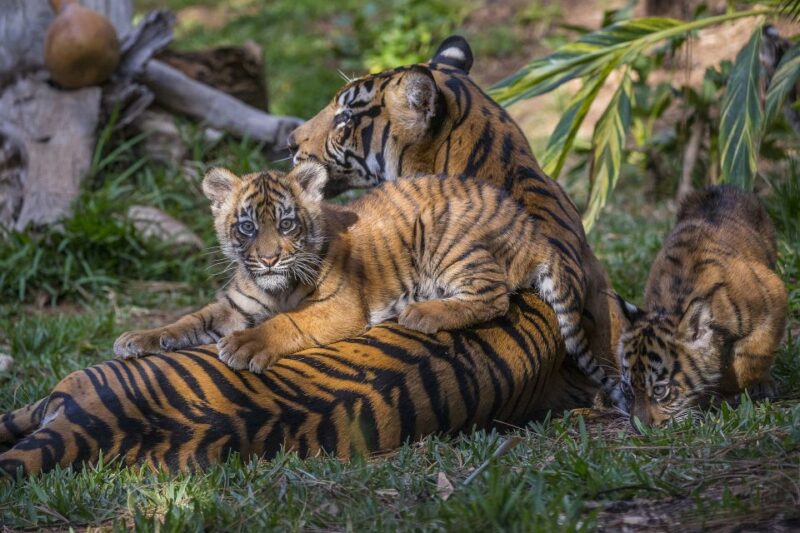 San Diego Zoo and Safari Park: 2-Day Entry Ticket - Accessibility and Meeting Locations