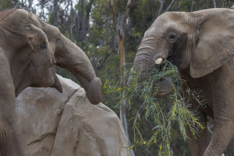 San Diego Zoo and Safari Park: 2-Day Entry Ticket - Customer Ratings and Feedback