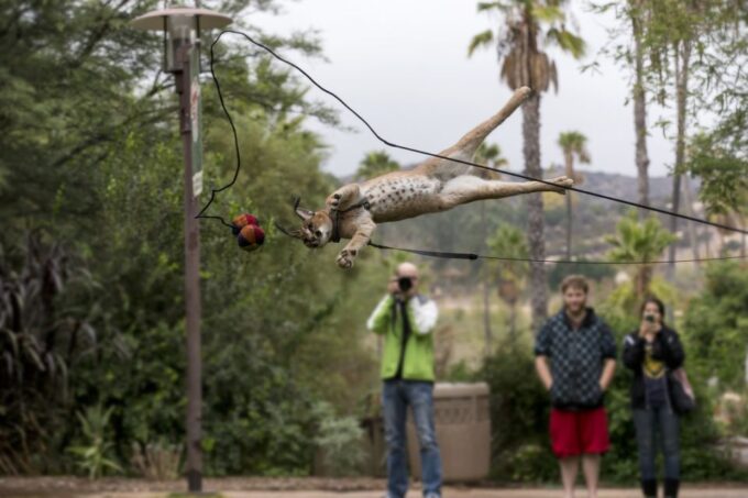 San Diego Zoo and Safari Park: 2-Day Entry Ticket - Ticket Validity and Refund Policy