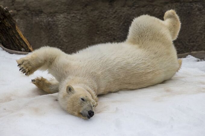 San Diego Zoo and Safari Park: 2-Day Entry Ticket - Frequently Asked Questions