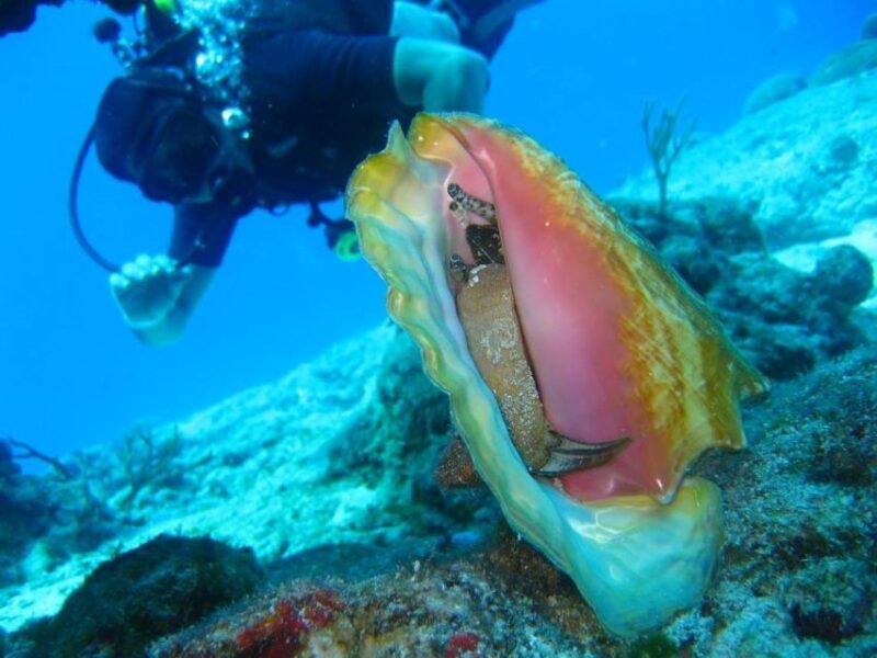 San Domino, Tremiti: Try Scuba, First Diving Experience - Key Points