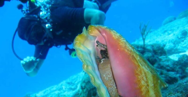 San Domino, Tremiti: Try Scuba, First Diving Experience - Booking Information