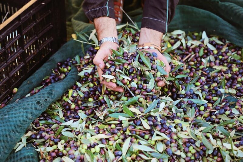 San Felice: Olive Oil Tasting With Local Food on Garda Hills - Special Tasting Options for Enthusiasts