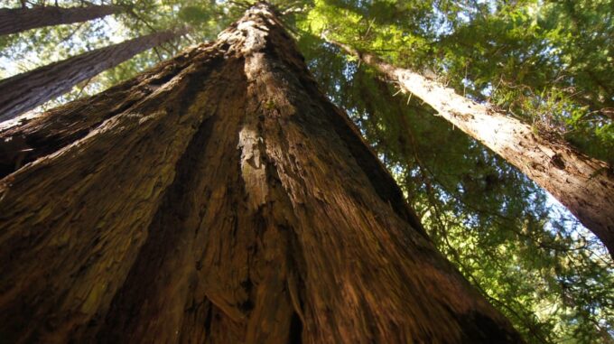 San Francisco: Alcatraz Island & Guided Muir Woods Tour - Itinerary Highlights