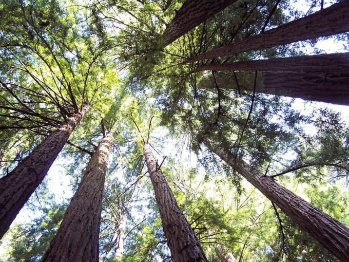 San Francisco: Alcatraz Island & Guided Muir Woods Tour - Frequently Asked Questions