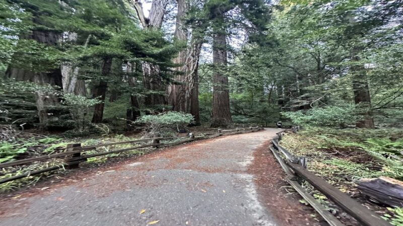San Francisco: Alcatraz, Muir Woods, and Sausalito Day Tour - Included Features