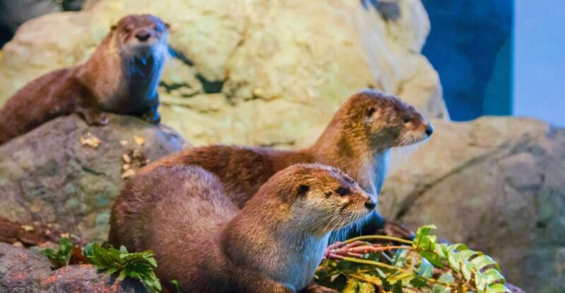 San Francisco: Aquarium of the Bay General Admission Ticket - Key Points