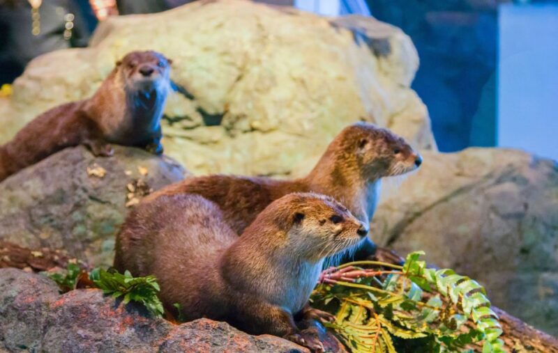 San Francisco: Aquarium of the Bay General Admission Ticket - Marine Life Showcase