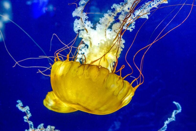 San Francisco: Aquarium of the Bay General Admission Ticket - Visitor Conveniences