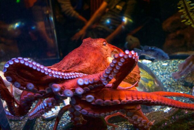 San Francisco: Aquarium of the Bay General Admission Ticket - Accessibility and Pet Policy