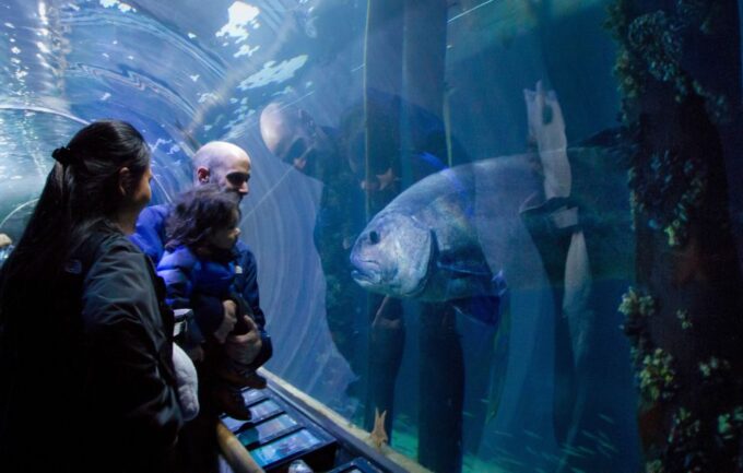 San Francisco: Aquarium of the Bay General Admission Ticket - Customer Ratings and Feedback