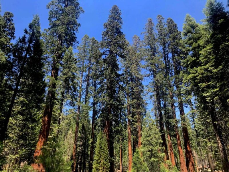 San Francisco: Day Trip to Yosemite With Giant Sequoias Hike - Key Stops