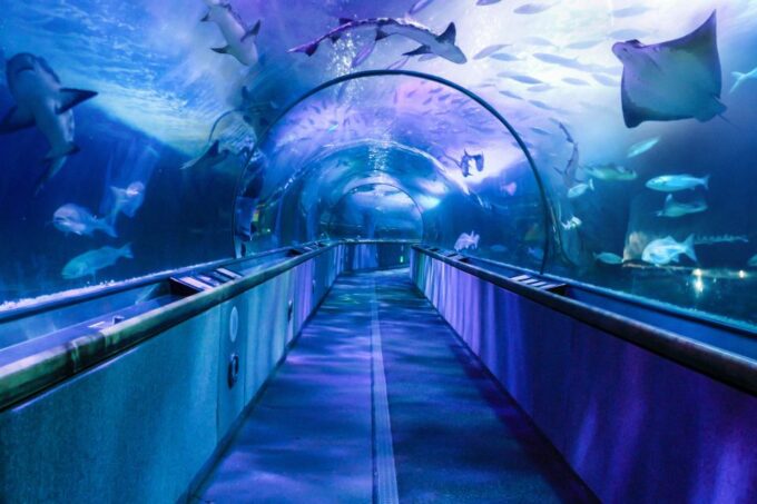 San Francisco: Go City All-Inclusive Pass 30+ Attractions - Potential Cost Savings