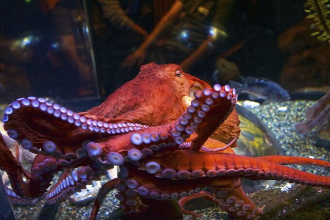 San Francisco: Go City All-Inclusive Pass 30+ Attractions - Frequently Asked Questions