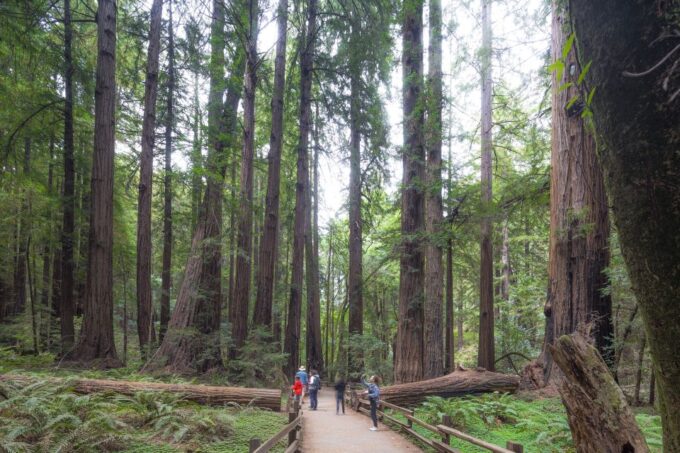 San Francisco Grand City Tour + Muir Woods and Sausalito - Value and Safety