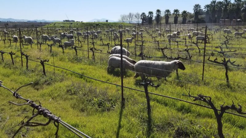 San Francisco: Half-Day Wine Tour With 2 Tastings Included - Food and Dining