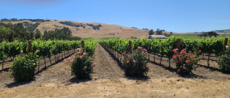 San Francisco: Half-Day Wine Tour With 2 Tastings Included - Customer Reviews