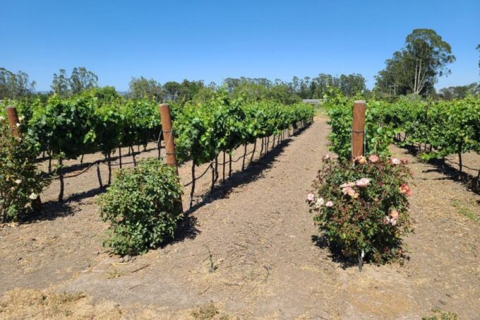 San Francisco: Half-Day Wine Tour With 2 Tastings Included - Group Size and Language