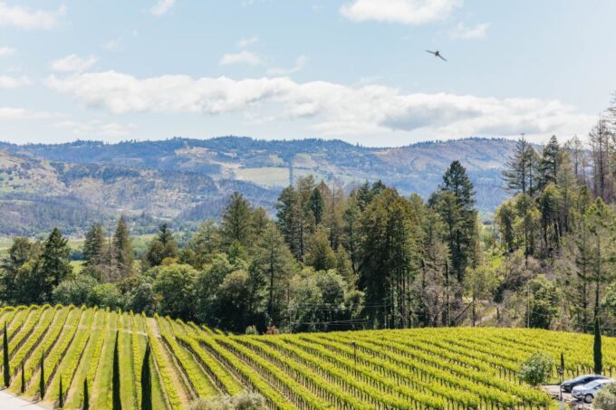 San Francisco: Luxury Small-Group Wine Tour of Napa Valley - Golden Gate Bridge Photo Stop