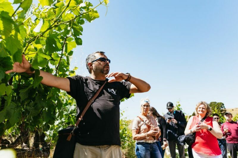 San Francisco: Napa and Sonoma Valley Wine Tour - Final Thoughts: Who Should Consider This Tour?