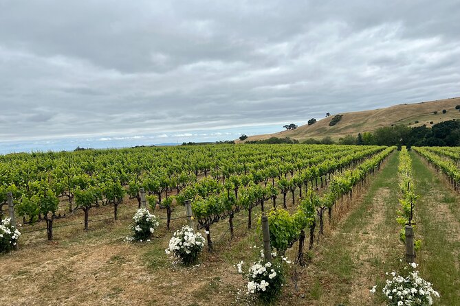 San Francisco: Napa Valley Wine Tour & 1-Day Hop-on Hop-off Tour - Additional Details