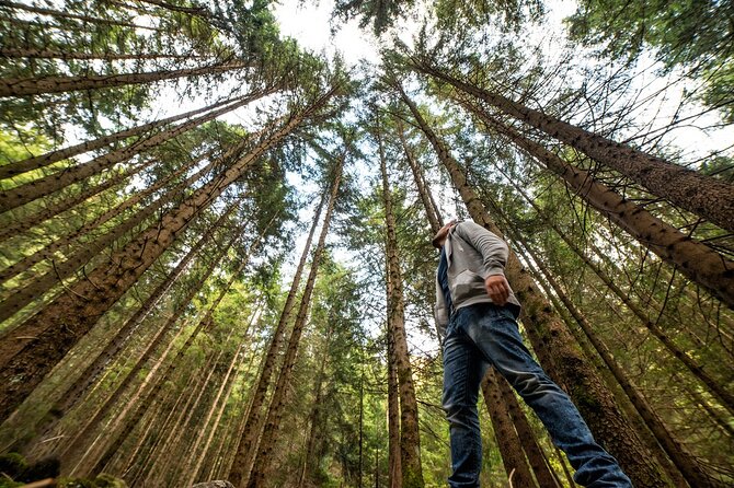 San Francisco: Napa Valley Wine Tour and Muir Woods Guided Tour - Meeting Point and Departure