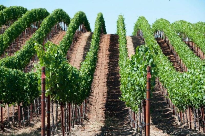 San Francisco: Napa Valley Winery Tour With Tastings - Itinerary Highlights