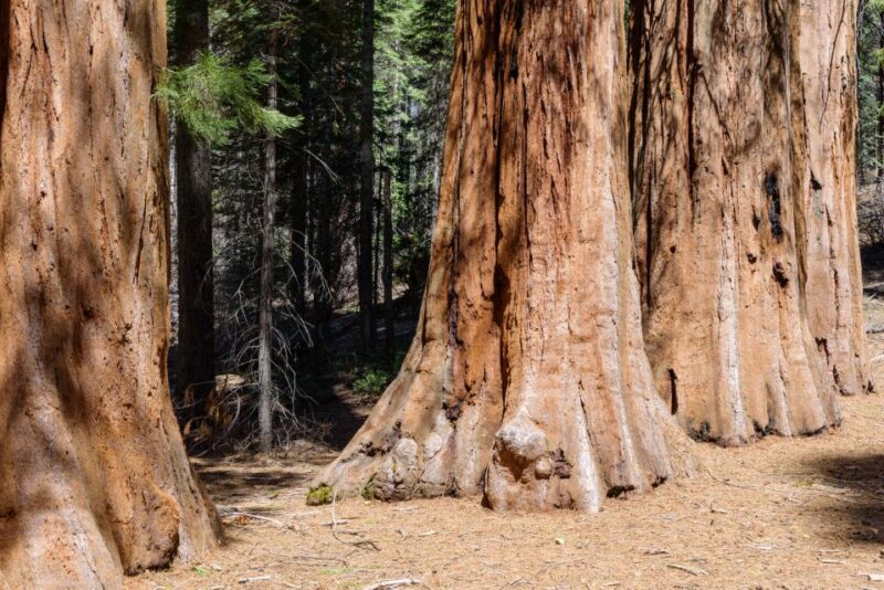 San Francisco: Private Muir Woods, Sausalito Half-Day Trip - Itinerary Highlights