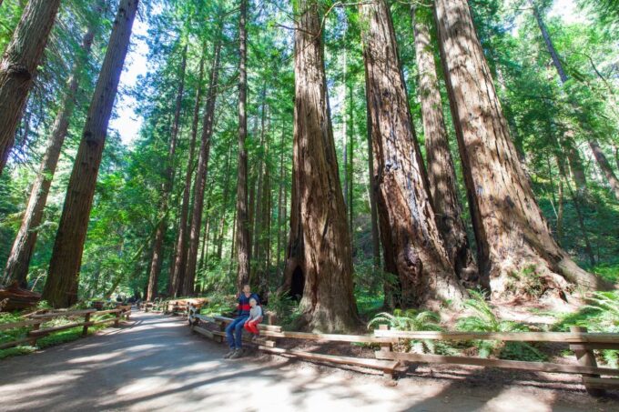 San Francisco: Private Muir Woods, Sausalito Half-Day Trip - Frequently Asked Questions