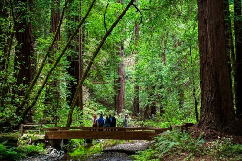 San Francisco: Redwood & Wine Country Tour with Lunch & Wine - Key Points