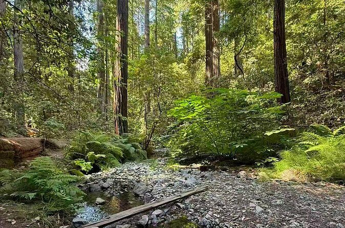 San Francisco, Redwoods & Sausalito: A Scenic Small-Group Escape - Who Should Book This Tour?