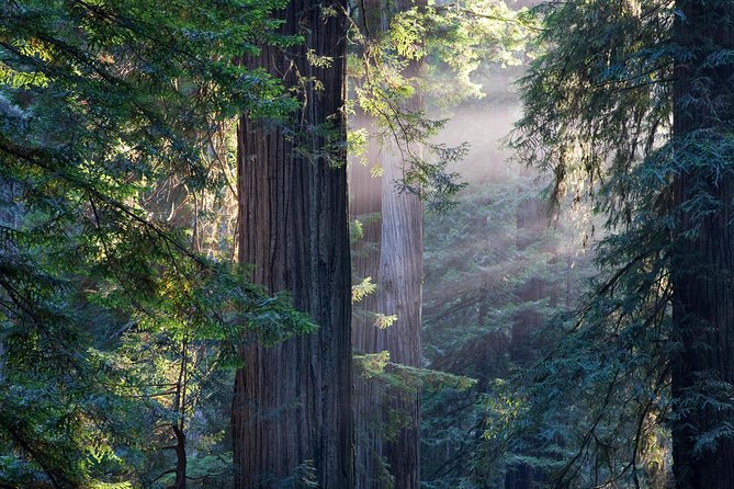 San Francisco Super Saver: Grand City Tour Plus Muir Woods & Sausalito Day Trip - Taking in Muir Woods Redwoods