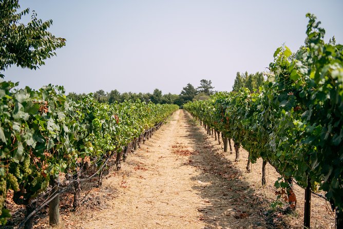 San Francisco Super Saver: Muir Woods & Wine Country W/ Optional Gourmet Lunch - Crossing the Golden Gate Bridge