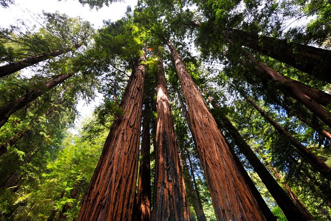 San Francisco to Muir Woods Shuttle - Tour Accessibility