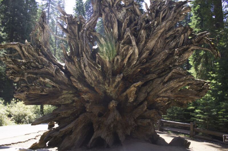 San Francisco: Yosemite, Las Vegas, Bryce & Zion 6-Day Trip - Key Points