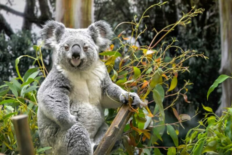 San Francisco Zoo Admission Ticket - Key Points