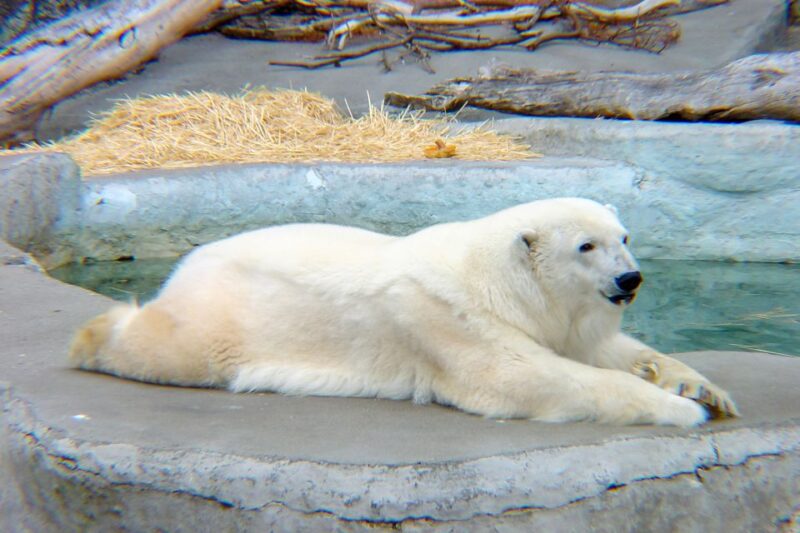 San Francisco Zoo Admission Ticket - Diverse Animal Exhibits