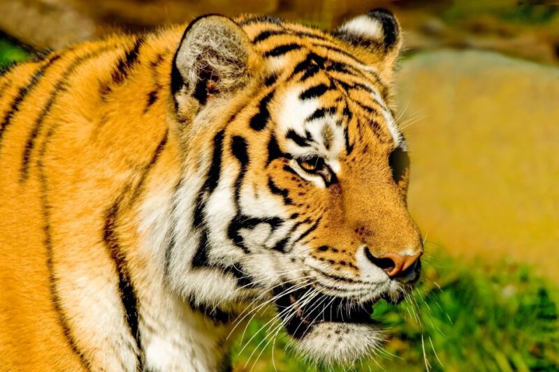 San Francisco Zoo Admission Ticket - Attractions and Activities