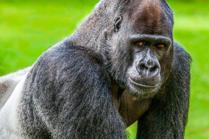 San Francisco Zoo Admission Ticket - Planning Your Visit