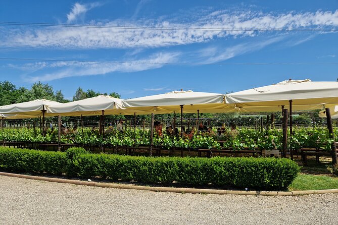 San Gimignano and Siena Private Wine Tasting Tour With Lunch - Tour Highlights: San Gimignano