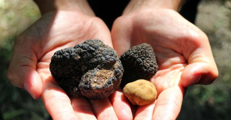 San Gimignano: Truffle Cooking Class With Wine Tasting - Truffle Cooking Lesson