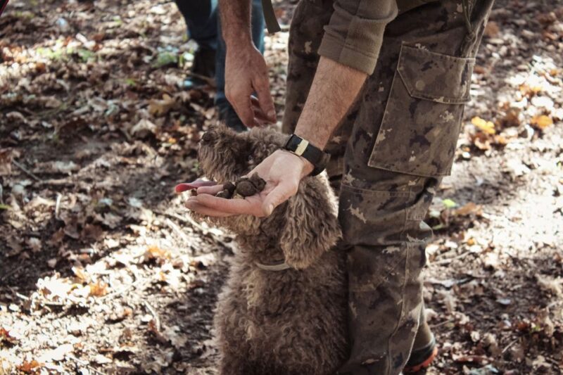 San Gimignano: Truffle Hunting With Lunch & Wine Tasting - Key Points