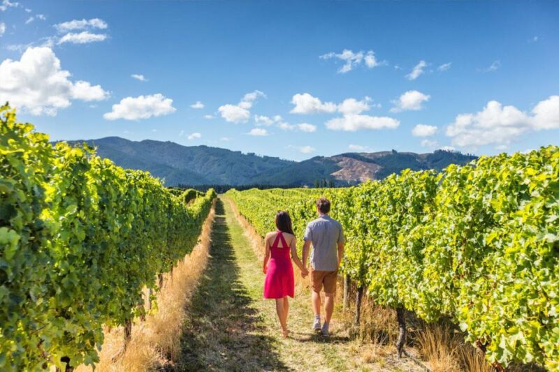 San Gimignano: Vineyard Walk With Wine Tasting in Winery - Insight Into Wine Production