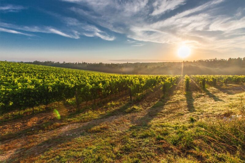 San Gimignano: Vineyard Walk With Wine Tasting in Winery - Exploring the Tuscan Countryside