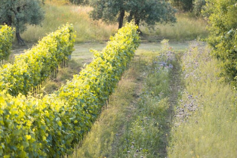 San Gimignano: Wine and Food Tasting in a Family Winery - Booking Information
